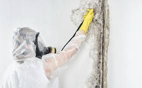 Why You Should Choose Our Mold Remediation Services in River Edge, NJ